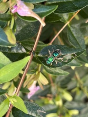 Agapostemon splendens