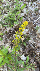 Solidago hispida