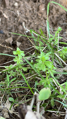 Galium triflorum