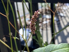 Persicaria extremiorientalis