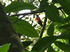 Trogon massena