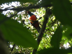 Trogon massena