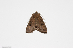 Meterana inchoata