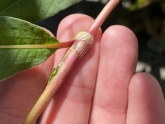 Persicaria extremiorientalis