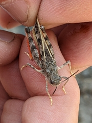 Cratypedes neglectus