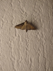 Cydalima perspectalis