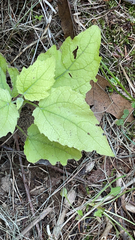 Physalis heterophylla