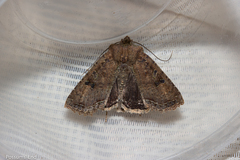 Meterana inchoata