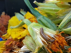 Homoeosoma electella