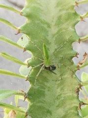 Peucetia viridans