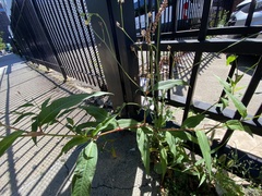 Persicaria extremiorientalis