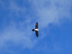 Gypaetus barbatus