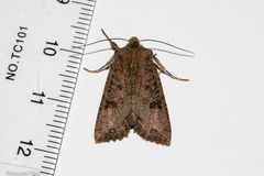 Meterana inchoata