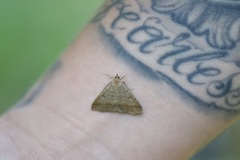 Zanclognatha lunalis