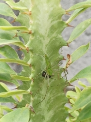 Peucetia viridans