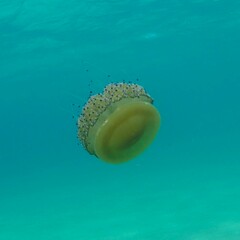 Cotylorhiza tuberculata