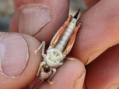 Cratypedes neglectus