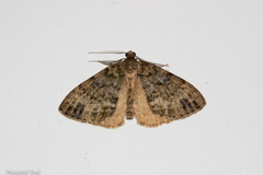 Pseudocoremia indistincta