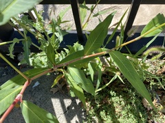Persicaria extremiorientalis