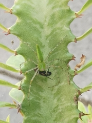 Peucetia viridans