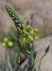 Albuca