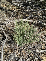 Prostanthera serpyllifolia microphylla