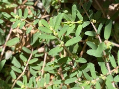 Euphorbia maculata