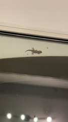 Tarentola mauritanica