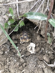 Testudo hermanni