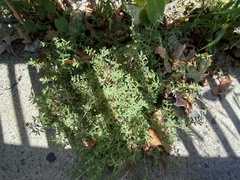 Euphorbia maculata