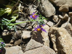 Linaria alpina