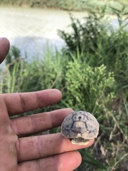 Testudo hermanni