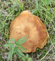Boletus rubriceps