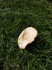 Chlorophyllum molybdites