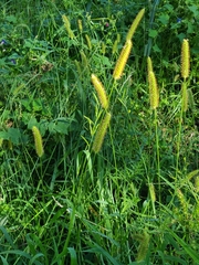 Setaria leucopila
