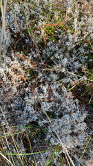 Cladonia rangiferina