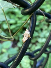 Akanthomyces tuberculatus