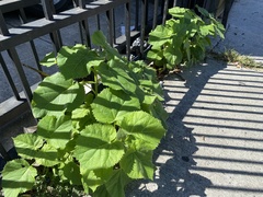 Paulownia tomentosa