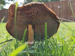 Chlorophyllum molybdites