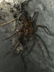 Tegenaria ferruginea