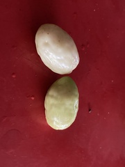 Geobalanus oblongifolius