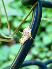 Akanthomyces tuberculatus
