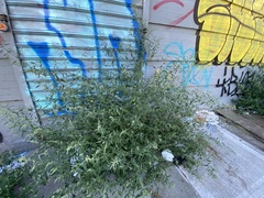 Chenopodium album