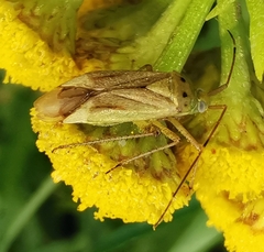 Adelphocoris quadripunctatus