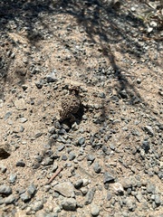 Phrynosoma blainvillii