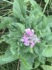 Stachys palustris