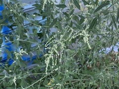 Chenopodium album