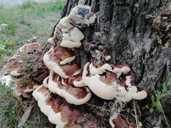 Fungi