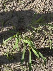 Echinochloa crus-galli