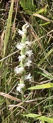 Spiranthes ochroleuca